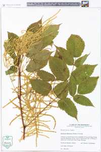 Aruncus dioicus image