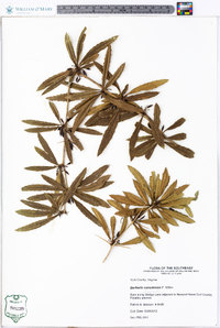 Berberis canadensis image