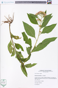 Pluchea odorata image