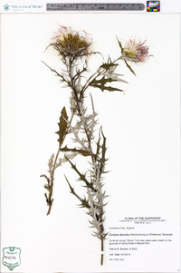 Cirsium discolor image