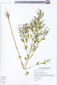 Trichostema dichotomum image