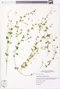 Lespedeza procumbens image