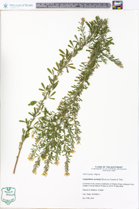 Lespedeza cuneata image