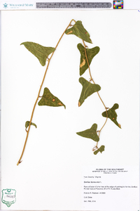 Smilax bona-nox image