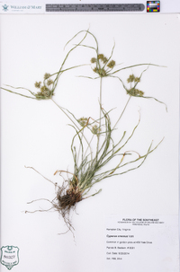 Cyperus croceus image