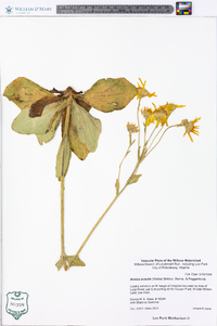 Arnica acaulis image