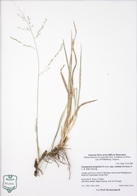 Coleataenia longifolia subsp. combsii image