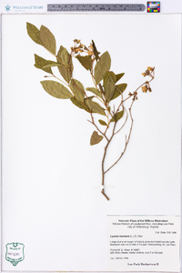 Lyonia mariana image