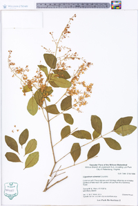 Ligustrum sinense image