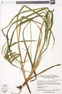 Carex crinita var. brevicrinis image