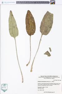 Packera tomentosa image