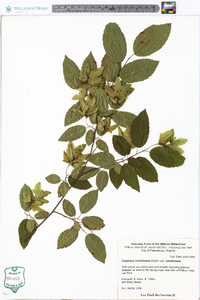 Carpinus caroliniana var. caroliniana image