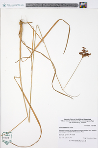 Juncus biflorus image