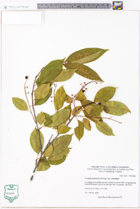 Prunus serotina var. serotina image