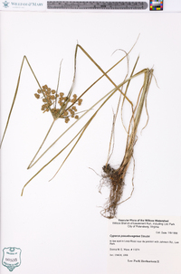 Cyperus pseudovegetus image