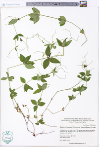 Galium circaezans var. hypomalacum image