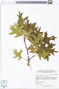 Quercus palustris image