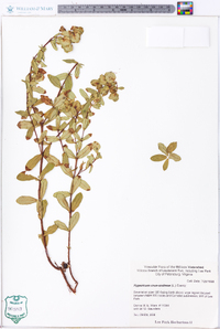 Hypericum crux-andreae image