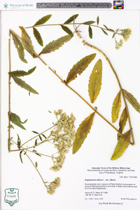 Eupatorium album var. album image