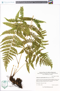 Athyrium filix-femina var. asplenioides image