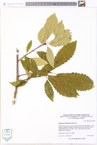 Quercus montana image