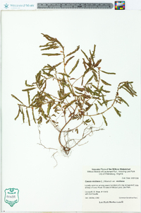 Chamaecrista nictitans var. nictitans image