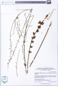 Desmodium ciliare image