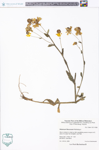 Helenium flexuosum image