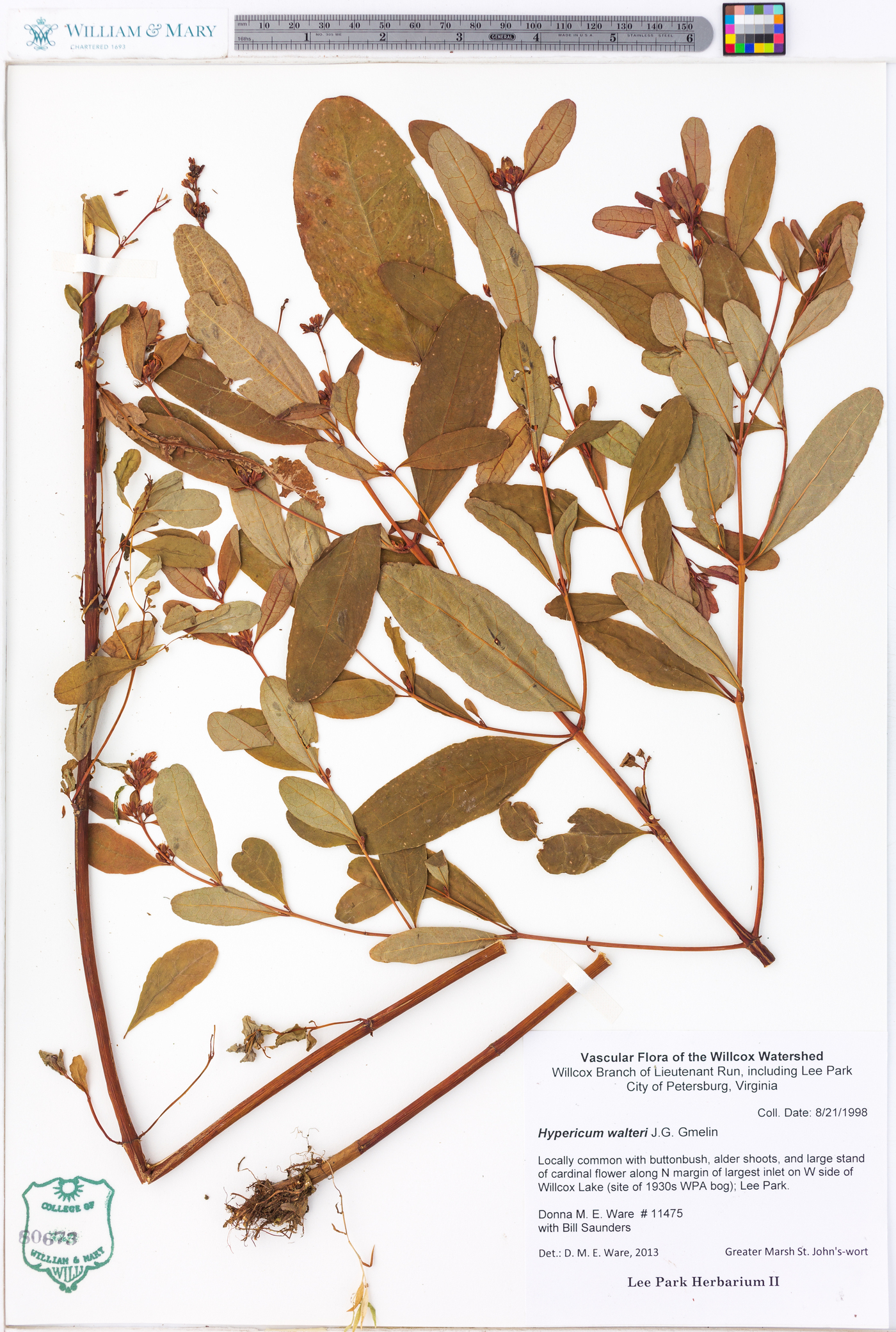 Hypericum walteri image