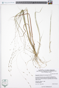 Eragrostis refracta image