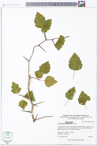 Crataegus iracunda image