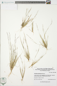 Aristida dichotoma image