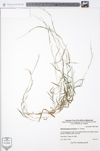 Muhlenbergia schreberi image