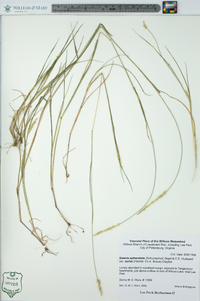 Setaria sphacelata image