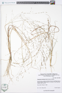 Eragrostis refracta image