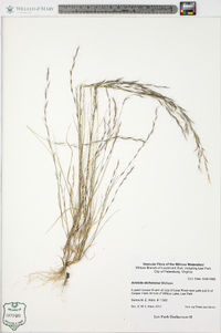 Aristida dichotoma image