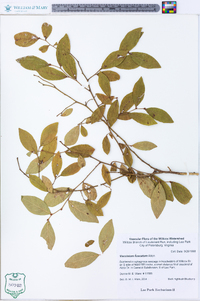 Vaccinium fuscatum image