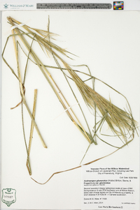 Andropogon glomeratus image