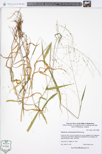 Kellochloa verrucosa image