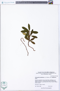 Chimaphila umbellata image