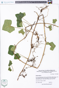 Hedera helix image