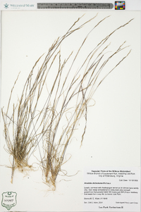 Aristida dichotoma image