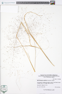 Muhlenbergia capillaris image