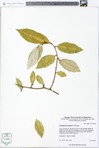 Elaeagnus pungens image