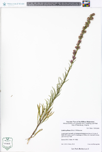 Liatris pilosa image