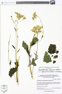 Eupatorium pilosum image