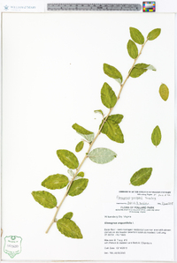 Elaeagnus pungens image