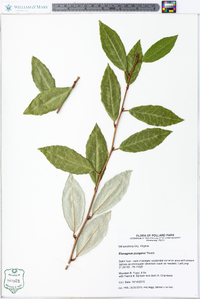 Elaeagnus pungens image