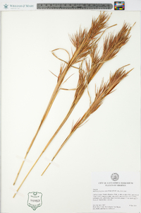 Andropogon glomeratus image