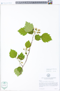 Crataegus pruinosa image